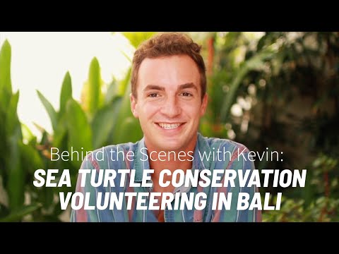 Saving turtles in Bali, Indonesia!