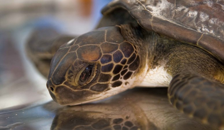 Saving the Sea Turtles of Costa Rica | FundMyTravel