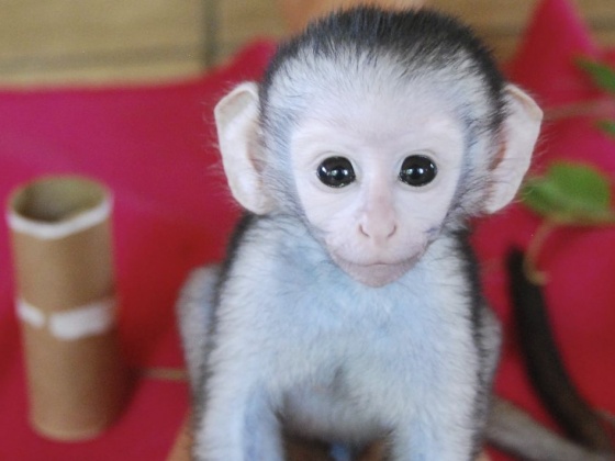 Send Makaela to help mistreated Monkeys in South Africa | FundMyTravel